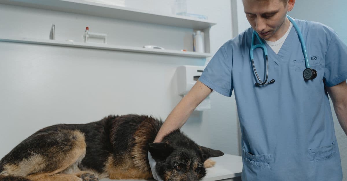 Corporate Vet Consolidation Is Raising Prices. Here Is What That Means for Independent Practices.