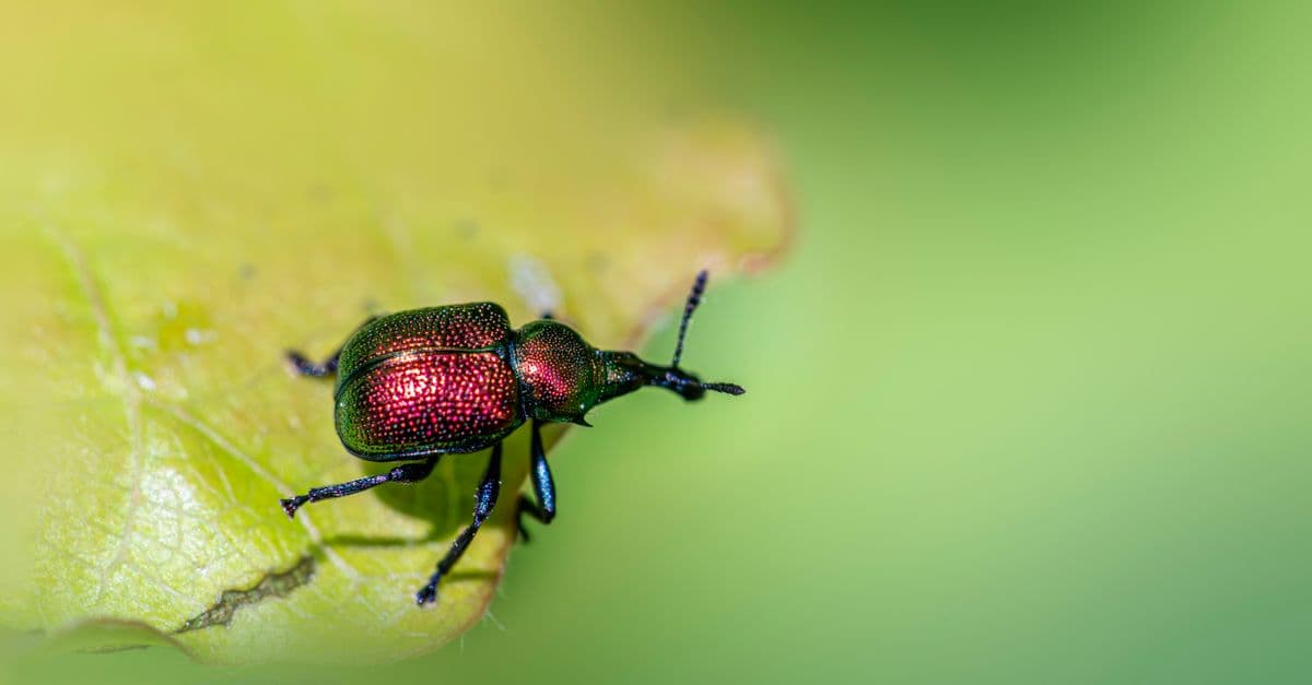 Pest Control Local SEO: Why the 3-Pack Is Now a Revenue Line