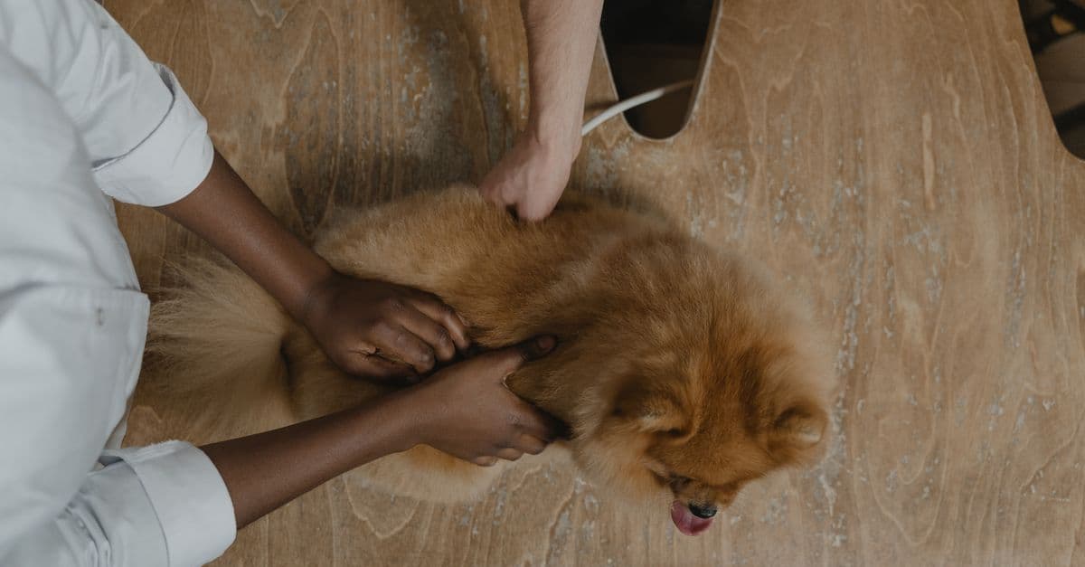 Pet Parent Digital Expectations Are Rising Fast. Is Your Practice Ready?