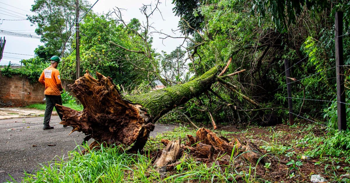 67% of Customers Ignore Your Star Rating: What Tree Services Must Know