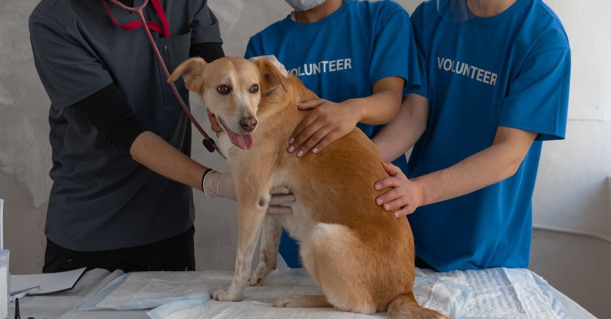 Vet Visit Declines Hit 3% as Price Sensitivity Reaches Record Levels